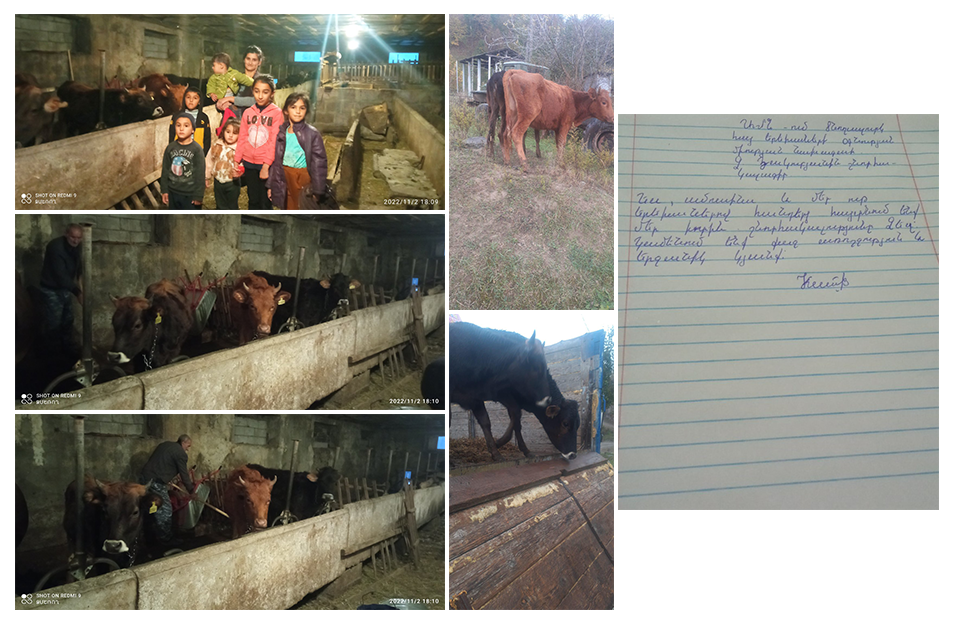 Three cows for the family of Karine Gharabekyan through the SOAR Artsakh Family Restoration Fund